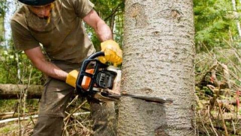 Chainsaw Keeps Bogging Down? Here’s What to Do