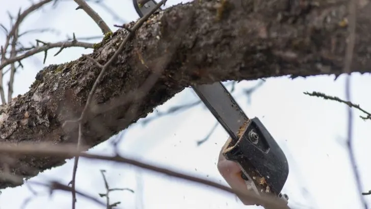 STIHL Pole Saw Chain Stops When Cutting: 4 Solutions
